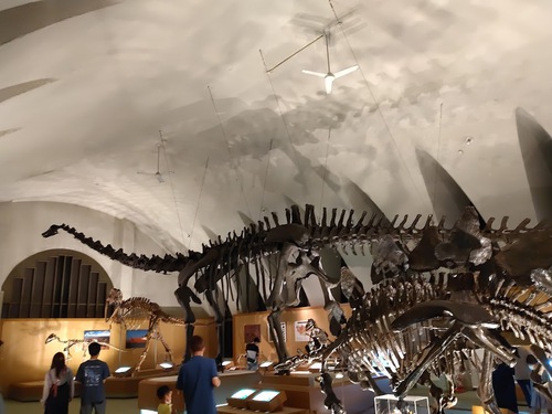 東海大学自然史博物館 SANOSANOリビングカンパニー